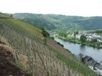 mosel vineyard