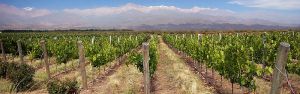 Malbec vines, with Andes in background