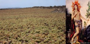 Assyrtiko drying and St. Apollo, who dries them.