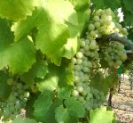 Viognier on the vine.
