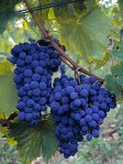 Sangiovese