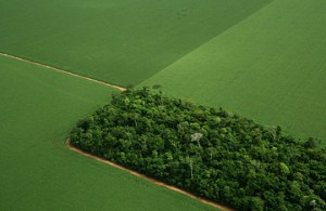 Brazilian soy fields surround tiny remaining patch of rainforest.