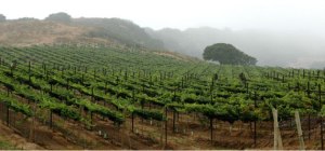 Monterey vineyard, morning