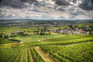 Rheingau vineyards