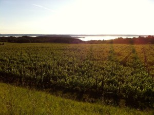 Old Mission vineyards