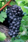 Petit Verdot on the hoof