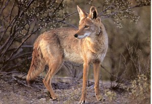 coyote11