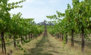 Madera grapes on the hoof
