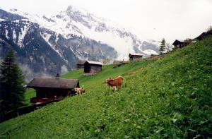 swiss