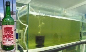 L. Cheap wine R.: Cheap wine being made.