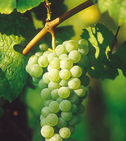 Riesling-flavored riesling