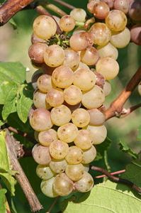 Auxerrois