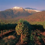 Chilean vineyards