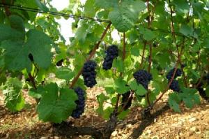 Gamay in Passetoutgrain