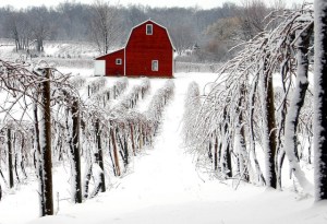 Vines in winter
