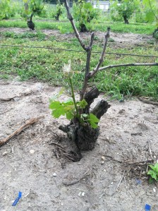 Cabernet franc vine, June 20, 2015