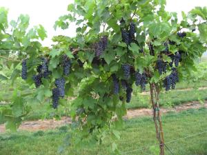 Maréchal Foch in full summer