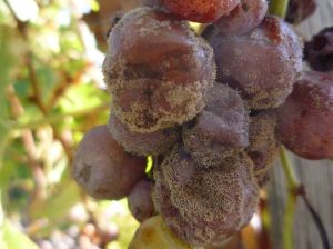 Vignoles rotting nobly