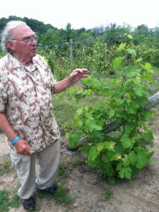 Tony Ciccone with Foch vines.