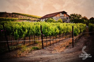 Murietta's Well looking very well.