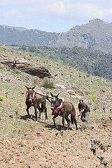 Spanish mules