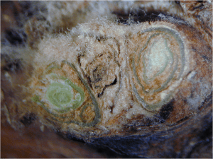 This icky thing is a dead primary bud