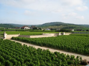 Typical walled clos in Chassagne-Montrachet