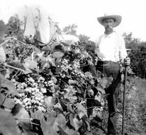 Norton vines in Hermann , MO