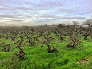 Old Vine Zin, photo courtesy Sean Piper