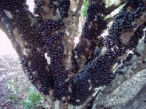 Jaboticaba