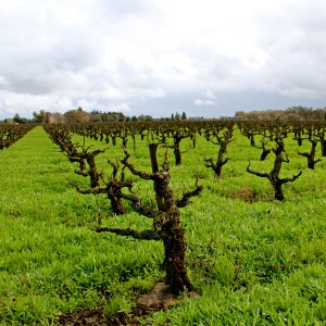 Bechthold Vineyard