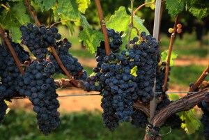 Cab Franc on the hoof