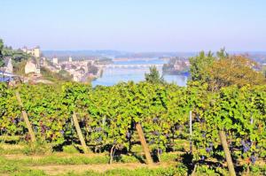 Saumur-Champigny
