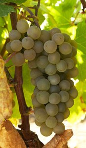 Verdejo in its native habitat